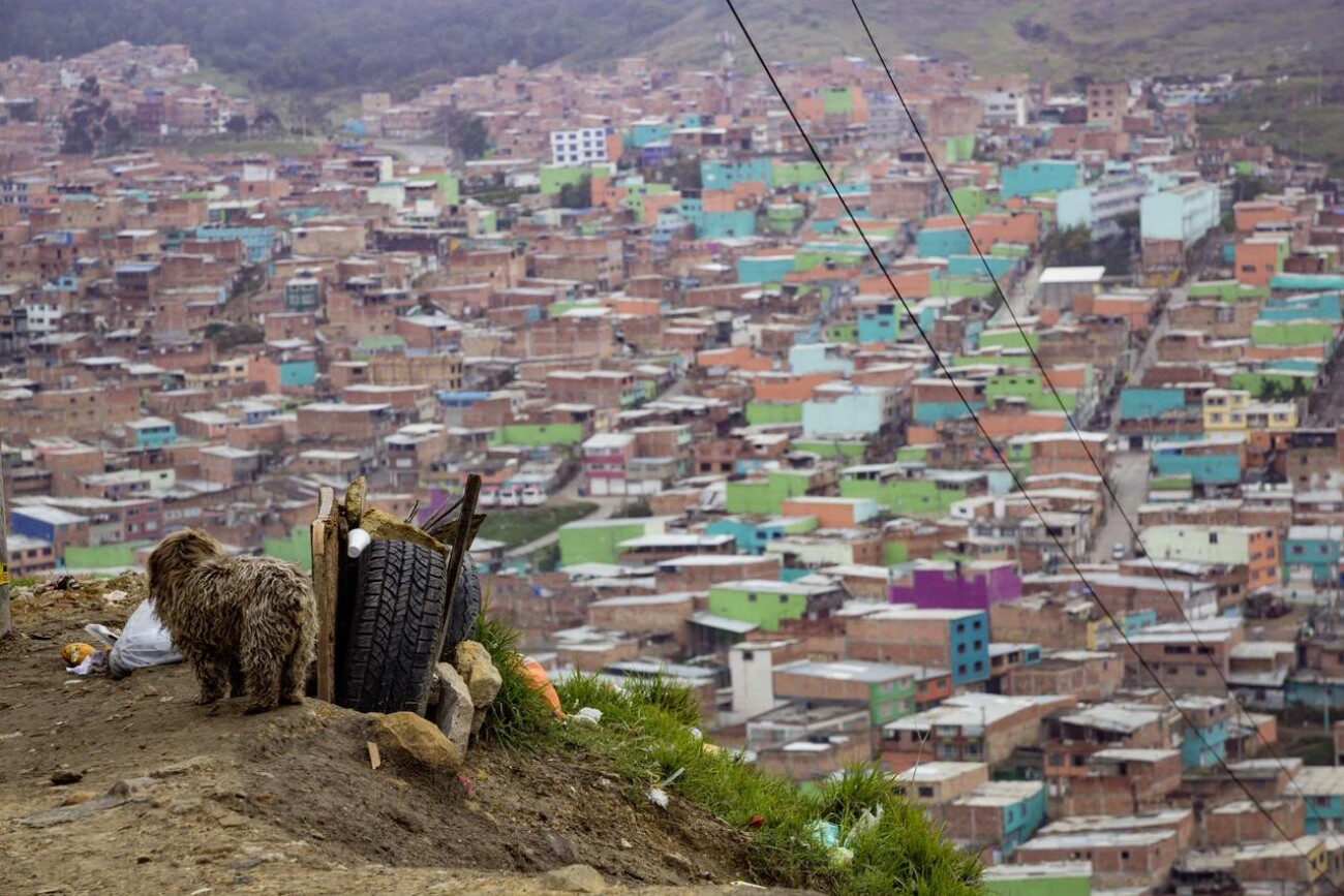 Ein Hund und Müll auf einer Anhöhe, im Hintergrund Häuser eines Armenviertels